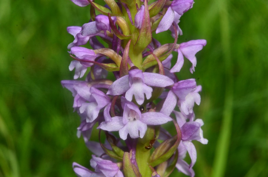 Orchidea  Gymnadenia conopsea