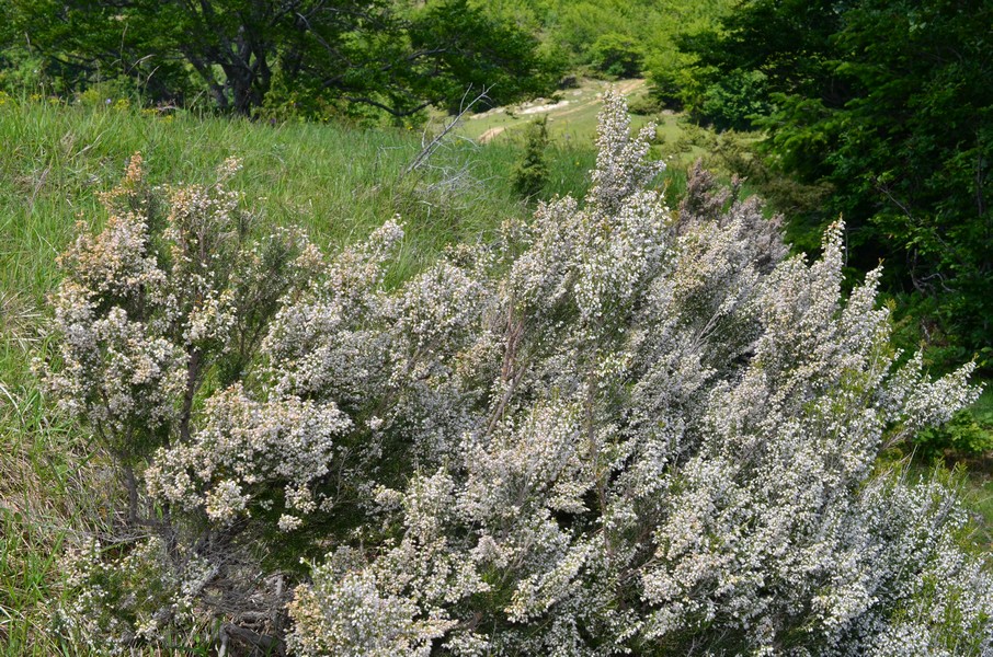 Erica arborea in fioritura sui Monti della Laga  foto N. Olivieri