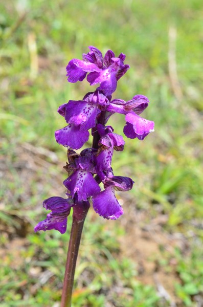 l\'orchidea Anacamptis morio  sui Monti della Laga